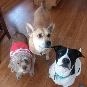 Meet your Posher, Doug